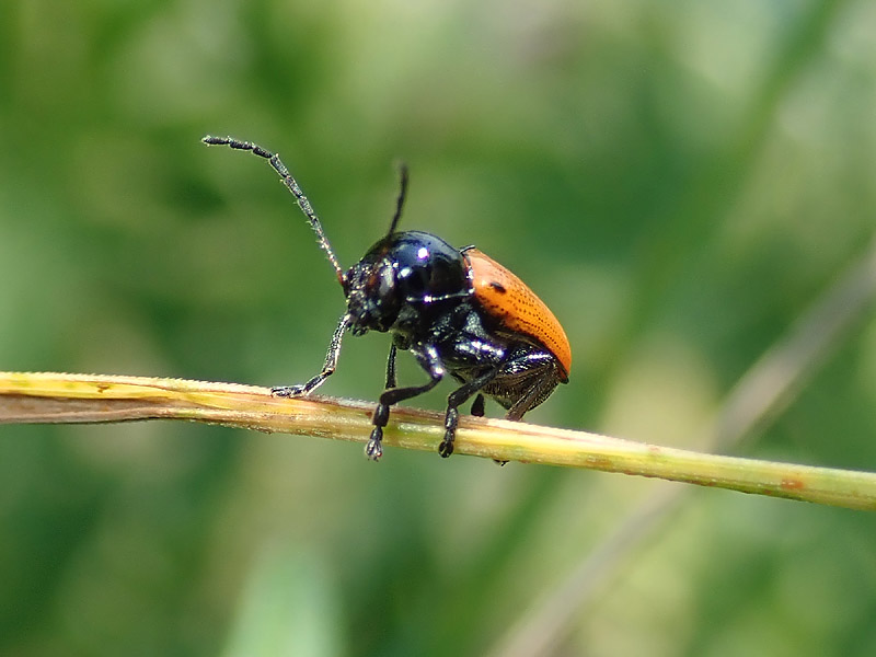 Chrysomelidae: Cryptocephalus ?